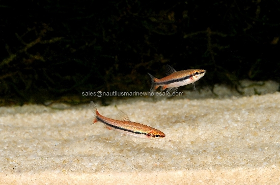 Picture of MISC: PENCIL BECKFORDI RED