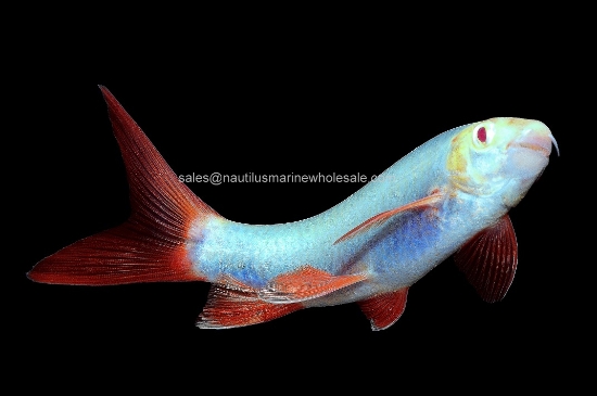 Picture of GLOFISH® SHARK COSMIC BLUE®  