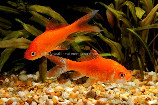 Picture of GOLDFISH: COMET 4-5"
