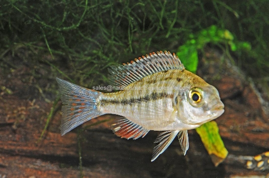 Picture of AFRICAN: HAP RED EMPRESS 3"
