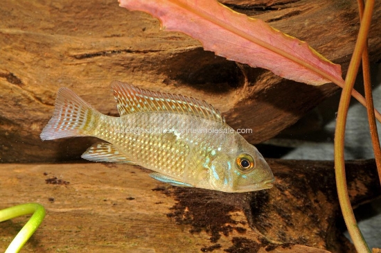 Picture of CICHLID: GEO. BRASILIENSIS 5"