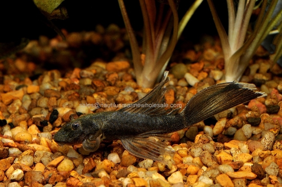 Picture of PLECO: GREEN DRAGON ANCISTRUS LF 