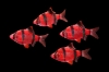 Picture of GLOFISH® BARB STARFIRE RED® (NO PR)