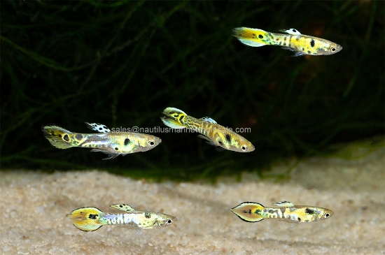Picture of GUPPY: ENDLER GREEN TIGER MALE