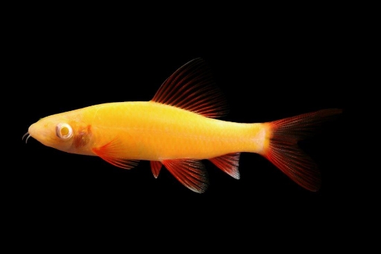 Picture of GLOFISH® SHARK SUNBURST ORANGE®