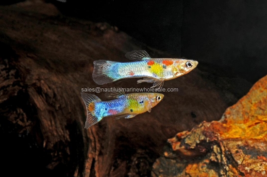 Picture of GUPPY: ENDLER JAPAN BLUE BOTTOM SWORDTAIL MALE