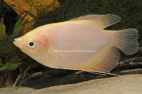 Picture for category GOURAMIS