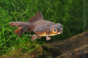 Picture for category GOLDFISH