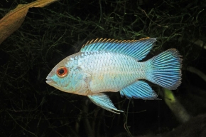 Picture for category CICHLIDS