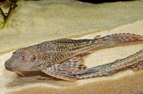 Picture for category PLECOSTOMUS