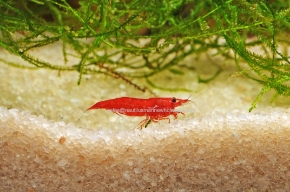 Picture for category SHRIMP