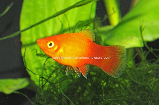 Picture of PLATY: SUNSET XLG