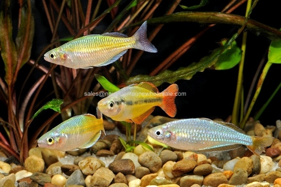 Picture of RAINBOW: ASST MALE MED