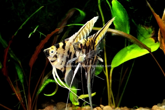 Picture of ANGEL: GOLD MARBLE REG