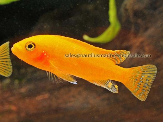 Picture of AFRICAN: MBUNA PS. RED ZEBRA REG *ON SPECIAL*