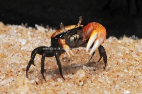 Picture for category CRUSTACEANS