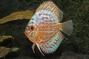 Picture for category DISCUS