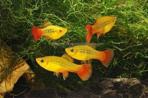 Picture for category VARIATUS