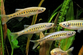 Picture for category DANIOS