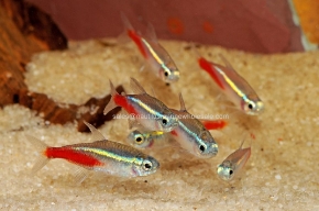 Picture for category TETRAS
