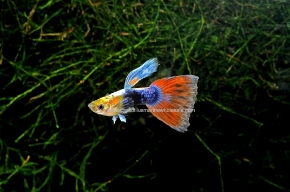Picture for category GUPPIES