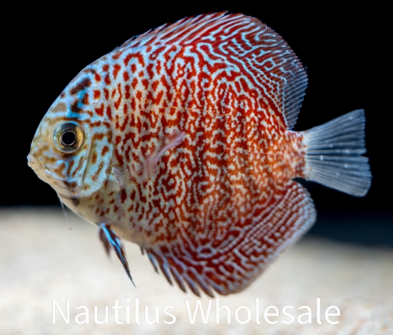 Picture of DISCUS: LEOPARD 2-2.5" (SINGAPORE)