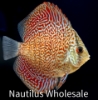 Picture of DISCUS: LEOPARD 2-2.5" (SINGAPORE)