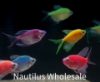Picture of GLOFISH® TETRA ASSORTED LONGFIN