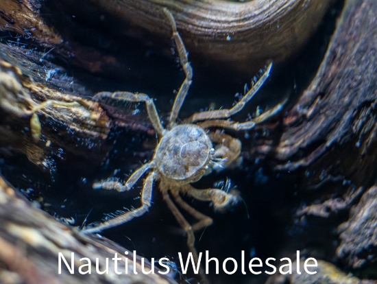 Picture of CRAB: THAI MICROSPIDER