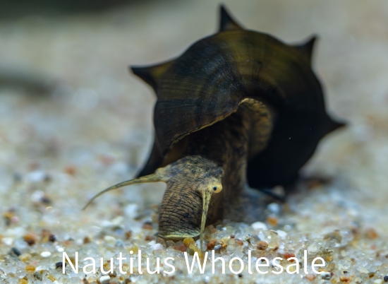 Picture of SNAIL: PAGODA LG