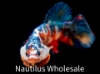 Picture of BETTA: CANDY KOI PLAKAT MALE