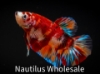 Picture of BETTA-PLAKAT KOI NEMO MALE