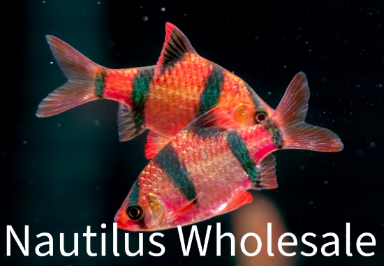 Picture of GLOFISH® BARB STARFIRE RED® (NO PR)