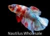 Picture of BETTA-PLAKAT KOI NEMO MALE