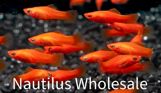 Picture of SWORD: VELVET (IMPORT)