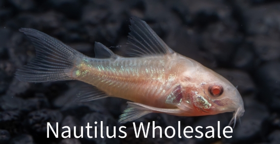 Picture of CORY: PALEATUS ALBINO