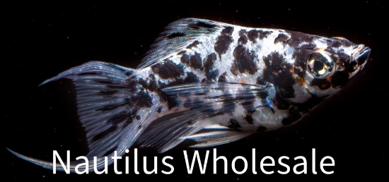 Picture of MOLLY: ASST BALLOON LT