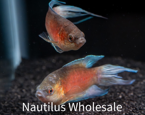 Picture of GOURAMI: PARADISE RED