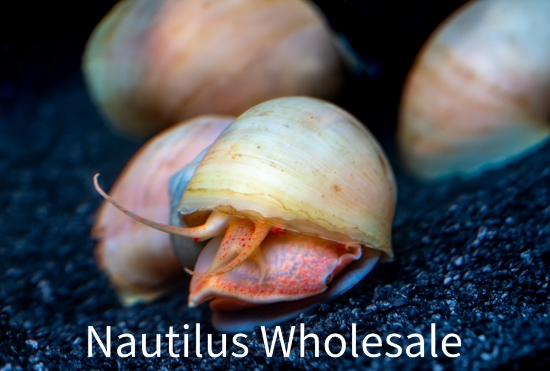 Picture of SNAIL: IVORY (NO AZ, GA, LA, ME, ID)