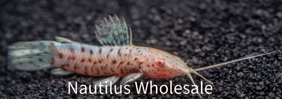 Picture of CAT: HOPLO SPOTTED ALBINO REG