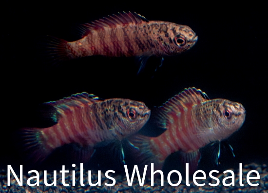 Picture of MISC: BLACK TIGER BADIS