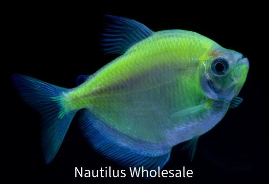 Picture of GLOFISH® TETRA ELECTRIC GREEN® 