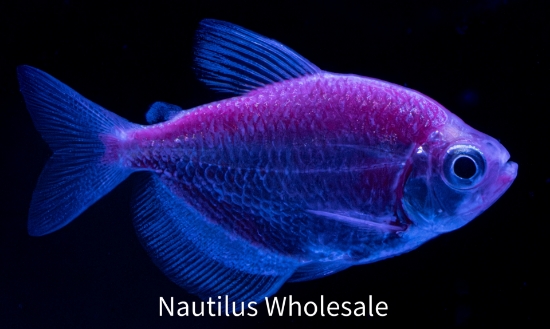 Picture of GLOFISH® TETRA GALACTIC PURPLE® 