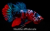Picture of BETTA: CANDY KOI PLAKAT MALE