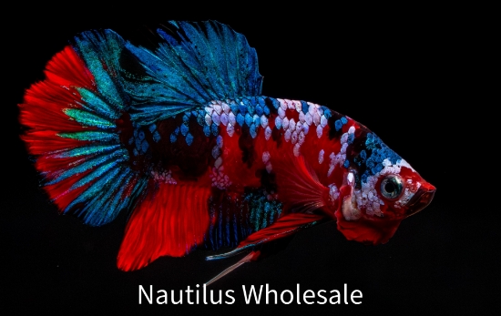 Picture of BETTA: CANDY KOI PLAKAT MALE