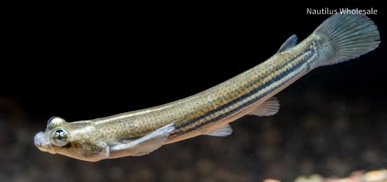 Picture of MISC: ANABLEPS