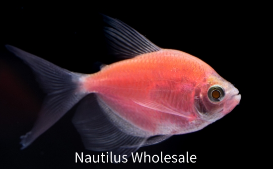 Picture of GLOFISH® TETRA MOONRISE PINK® LONGFIN