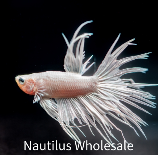Picture of BETTA: CROWNTAIL PLATINUM WHITE MALE 
