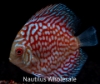 Picture of DISCUS: ASST 2.5-3" (SINGAPORE)