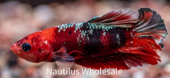 Picture of BETTA: KOI SHOW